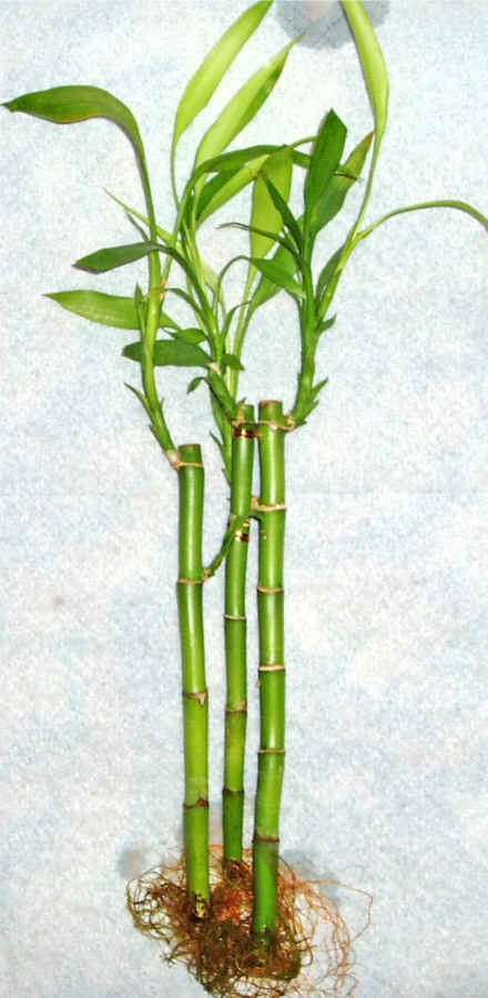 Lucky Bamboo 3 adet vazo hediye edilir   Hediye iek iek gnderme 