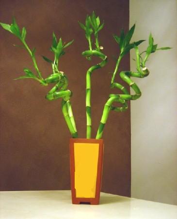 Lucky Bamboo 5 adet vazo ierisinde  Hediye iek online ieki , iek siparii 