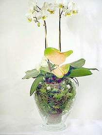  Hediye iek iek online iek siparii  Cam yada mika vazoda zel orkideler