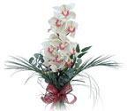  Hediye iek yurtii ve yurtd iek siparii  Dal orkide ithal iyi kalite