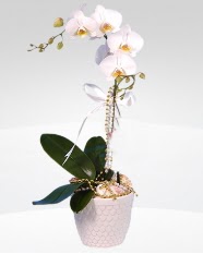 1 dallı orkide saksı çiçeği  Hediye Çiçek online çiçek gönderme sipariş 