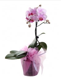 1 dal pembe orkide saksı çiçeği  Hediye Çiçek çiçekçiler 