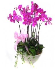 9 dal orkide saksı çiçeği  Hediye Çiçek internetten çiçek siparişi 