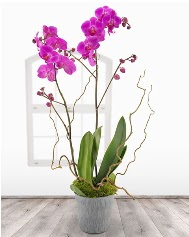 2 dallı mor orkide saksı çiçeği  Hediye Çiçek çiçek mağazası , çiçekçi adresleri 