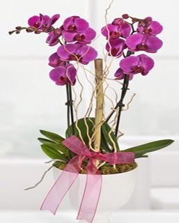 2 dallı nmor orkide  Hediye Çiçek ucuz çiçek gönder 