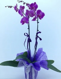 2 dallı mor orkide  Hediye Çiçek çiçekçiler 