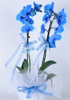 2 dallı mavi orkide  Hediye Çiçek online çiçekçi , çiçek siparişi 