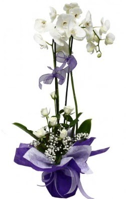 2 dallı beyaz orkide 5 adet beyaz gül  Hediye Çiçek güvenli kaliteli hızlı çiçek 