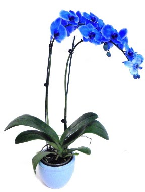 Seramikli 2 dallı süper eşsiz mavi orkide  Hediye Çiçek çiçek siparişi sitesi 