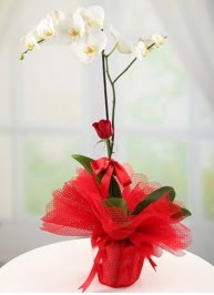 Tek dal beyaz orkide tek dal kırmızı gül  Hediye Çiçek online çiçekçi , çiçek siparişi 