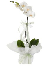 1 dal beyaz orkide iei  Hediye iek iek gnderme sitemiz gvenlidir 