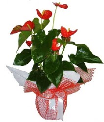 Antoryum saksı iç mekan süs bitkisi  Hediye Çiçek çiçek siparişi sitesi 