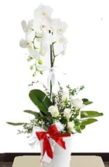Tek dallı beyaz orkide 5 beyaz gül  Hediye Çiçek yurtiçi ve yurtdışı çiçek siparişi 