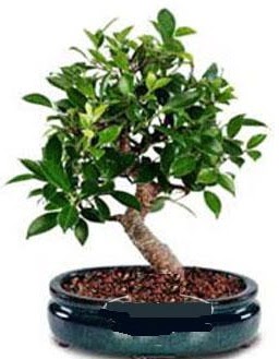 5 yanda japon aac bonsai bitkisi  Hediye iek ucuz iek gnder 