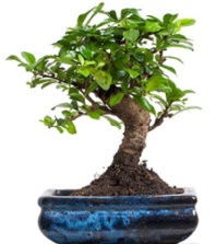 5 yanda japon aac bonsai bitkisi  Hediye iek iek online iek siparii 
