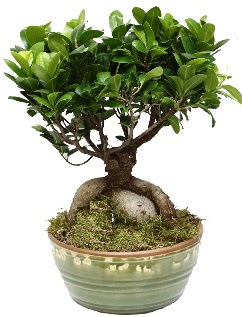 Japon ağacı bonsai saksı bitkisi  Hediye Çiçek cicekciler , cicek siparisi 