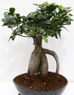 Japon aac bonsai saks bitkisi  Hediye iek 14 ubat sevgililer gn iek 