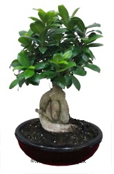 Japon aac bonsai saks bitkisi  Hediye iek iek maazas , ieki adresleri 