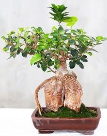 Japon aac bonsai saks bitkisi  Hediye iek iek maazas , ieki adresleri 