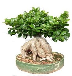 Japon aac bonsai saks bitkisi  Hediye iek anneler gn iek yolla 