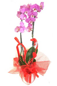 2 dall mor orkide bitkisi  Hediye iek iek online iek siparii 