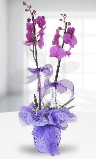 Çift dallı mor orkide LİKE MARKADIR  Hediye Çiçek ucuz çiçek gönder 