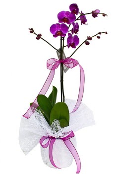 Tek dallı mor orkide  Hediye Çiçek hediye sevgilime hediye çiçek 