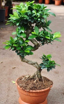 Orta boy bonsai saksı bitkisi  Hediye Çiçek İnternetten çiçek siparişi 