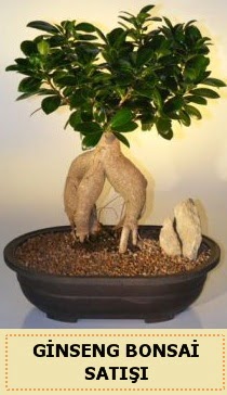 thal Ginseng bonsai sat japon aac  Hediye iek yurtii ve yurtd iek siparii 
