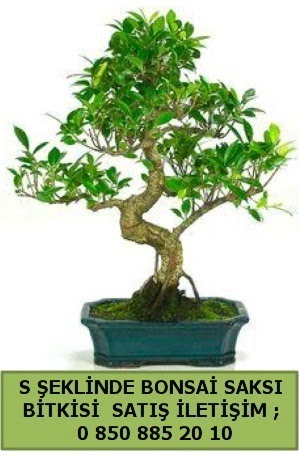 thal S eklinde dal erilii bonsai sat  Hediye iek anneler gn iek yolla 