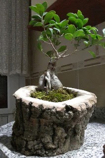 Ahap ktk ierisinde ginseng bonsai  Hediye iek nternetten iek siparii 