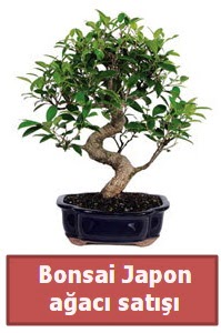 Japon aac bonsai sat  Hediye iek yurtii ve yurtd iek siparii 