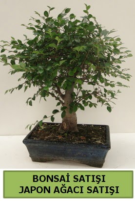Minyatr bonsai japon aac sat  Hediye iek uluslararas iek gnderme 
