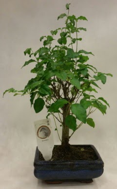 Minyatr bonsai japon aac sat  Hediye iek hediye sevgilime hediye iek 