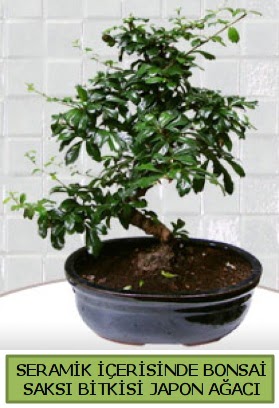 Seramik vazoda bonsai japon ağacı bitkisi  Hediye Çiçek yurtiçi ve yurtdışı çiçek siparişi 