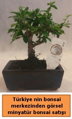 Japon aac bonsai sat ithal grsel  Hediye iek 14 ubat sevgililer gn iek 