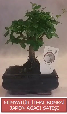Kk grsel bonsai japon aac bitkisi  Hediye iek iek servisi , ieki adresleri 