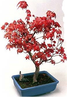 Amerikan akaaa bonsai bitkisi  Hediye iek 14 ubat sevgililer gn iek 