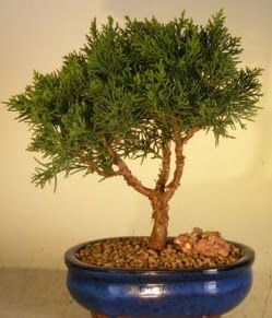Servi am bonsai japon aac bitkisi  Hediye iek 14 ubat sevgililer gn iek 