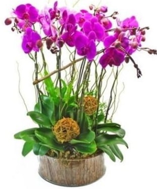 Ahap ktkte lila mor orkide 8 li  Hediye iek online ieki , iek siparii 