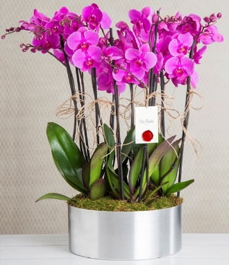 11 dall mor orkide metal vazoda  Hediye iek uluslararas iek gnderme 