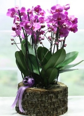 Ktk ierisinde 6 dall mor orkide  Hediye iek iek maazas , ieki adresleri 