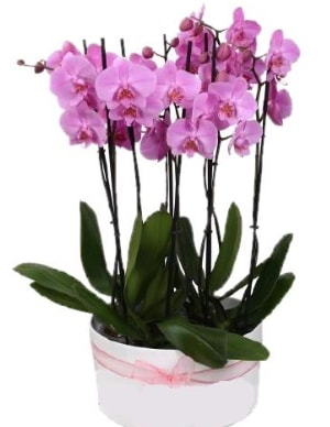 Beyaz seramik ierisinde 7 dall mor orkide  Hediye iek hediye sevgilime hediye iek 