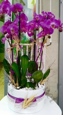 Seramik vazoda 4 dall mor lila orkide  Hediye iek iek yolla 