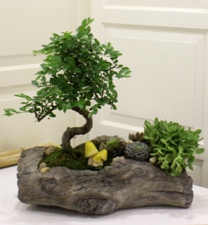 Ağaç kütük içerisinde bonsai ve sukulent  Hediye Çiçek uluslararası çiçek gönderme 