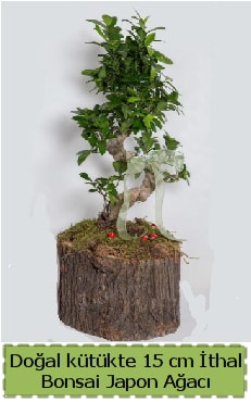 Doal ktkte thal bonsai japon aac  Hediye iek anneler gn iek yolla 