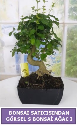 S dal erilii bonsai japon aac  Hediye iek iek online iek siparii 