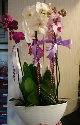 Mor ve beyaz ve pembe 6 dallı orkide  Hediye Çiçek çiçek mağazası , çiçekçi adresleri 