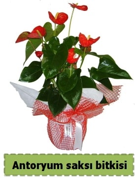 Antoryum saksı bitkisi satışı  Hediye Çiçek çiçek servisi , çiçekçi adresleri 