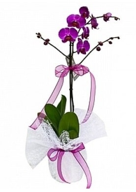 Tekli Mor Orkide  Hediye Çiçek 14 şubat sevgililer günü çiçek 
